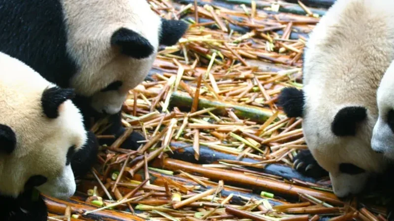 Chengdu Panda Base and Food Day: How to Plan a Comfortable Visit