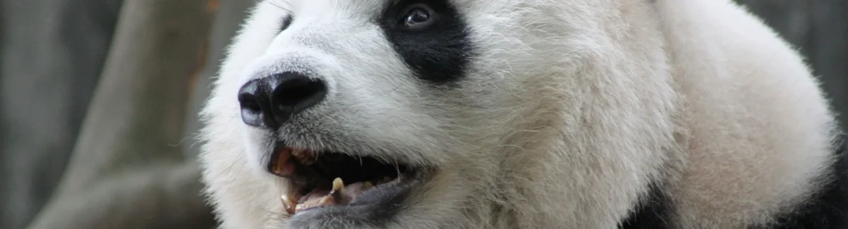 Chengdu