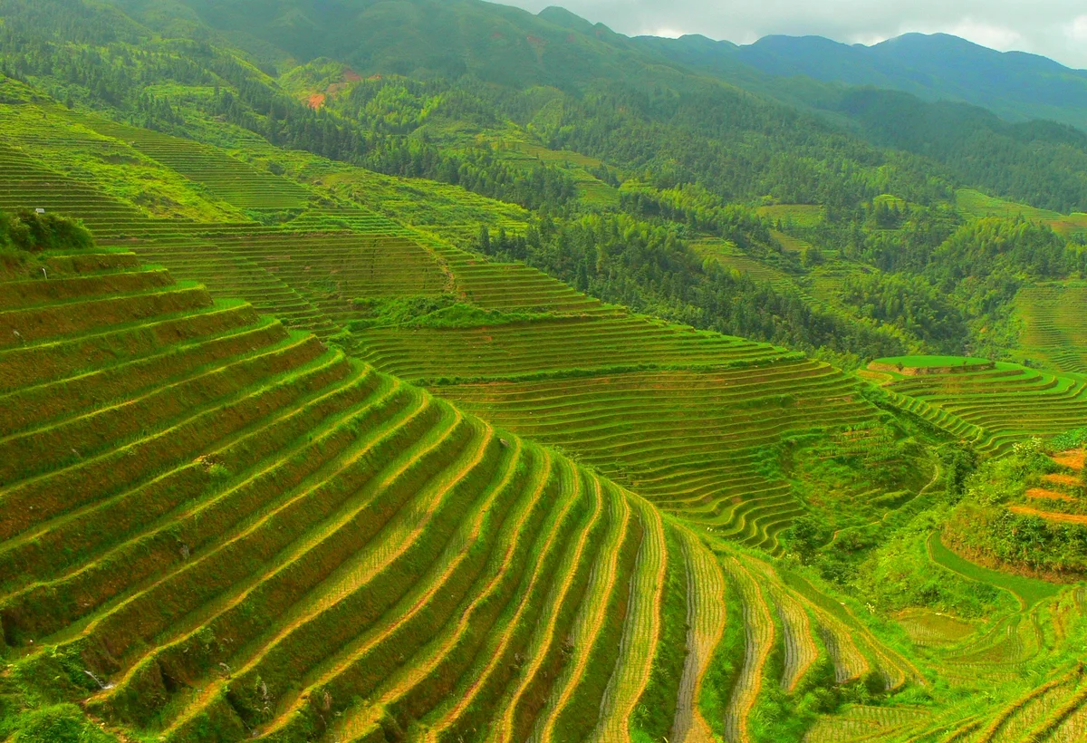 Layered green Longji Rice Terraces in Longsheng near Guilin