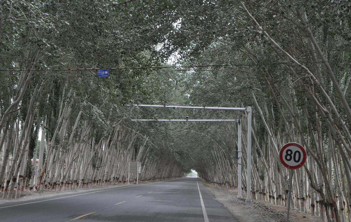 A tree-lined road in Hotan Prefecture