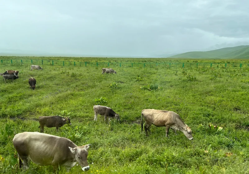Xinjiang Ili Grasslands and Tianshan Valleys