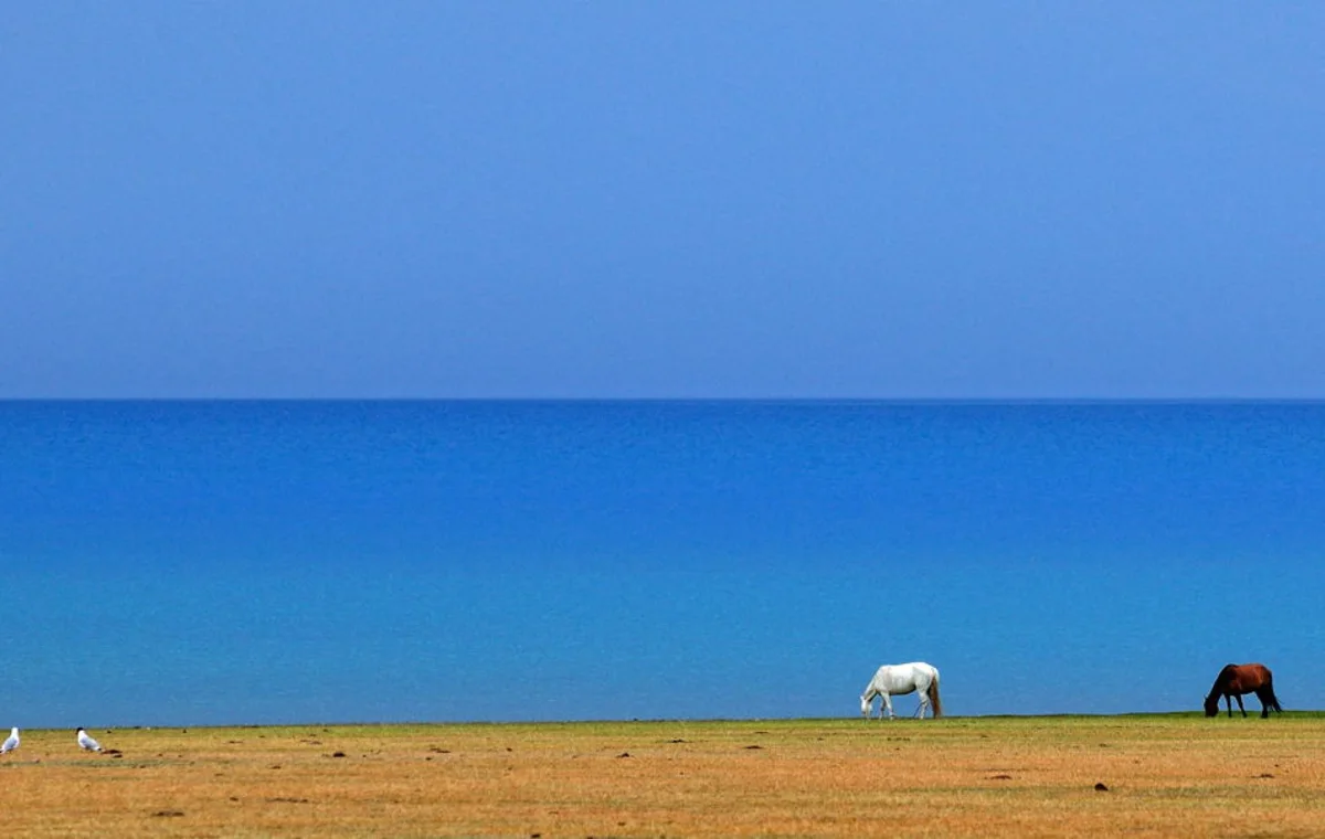 Horses grazing beside Sayram Lake