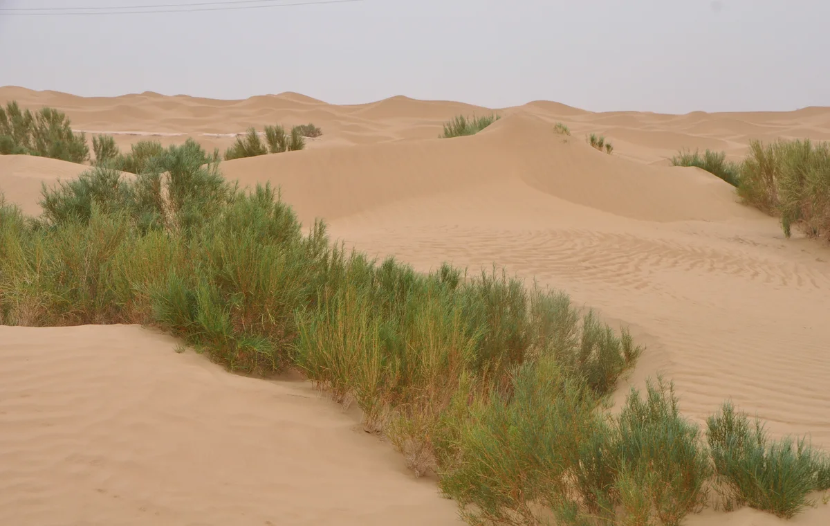 Sand dunes and desert vegetation along the Tarim Desert Highway